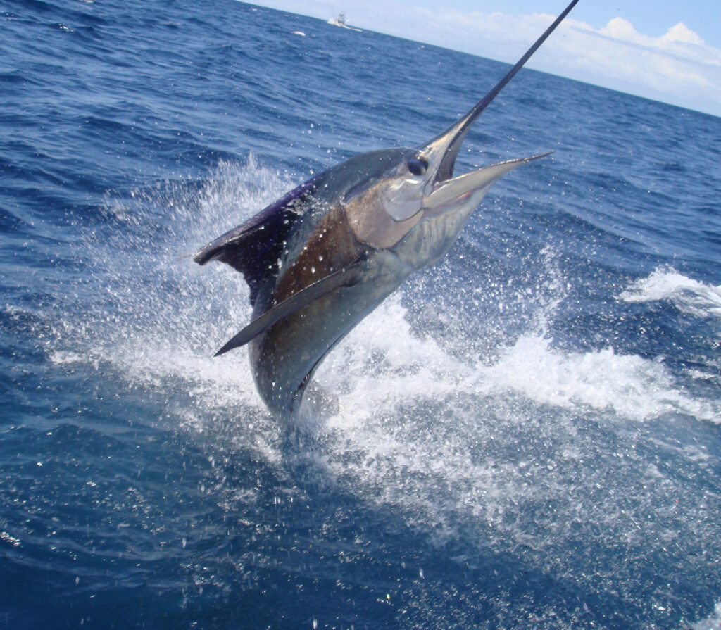 Home - Puerto Morelos Fishing